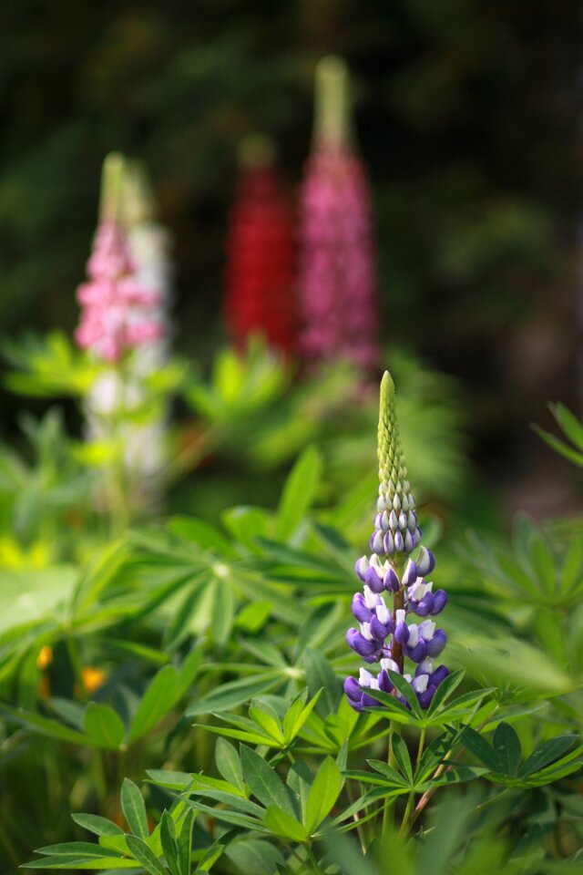 Summer garden forest
