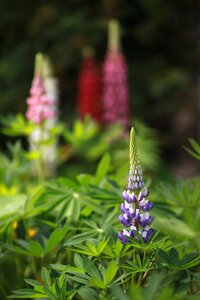 Summer garden forest