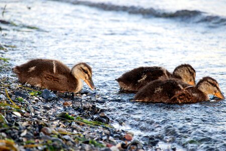 Waterfowl ducklings young animals photo