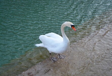 White swan lake annecy haute savoie photo