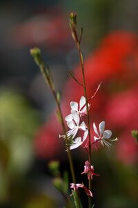 Summer garden forest