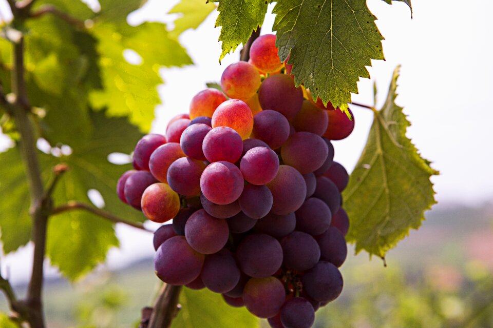 Cape lode manor grape