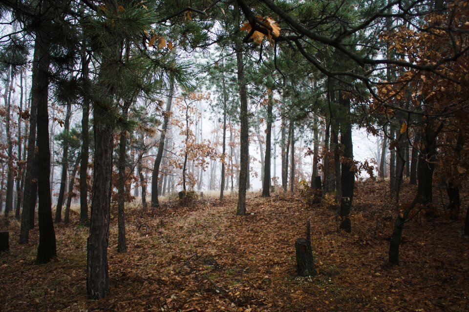 Leaves fallen trunks