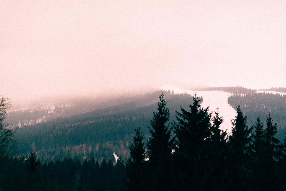 Forest fog water