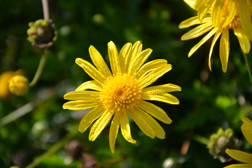 Rain water flower yellow petals