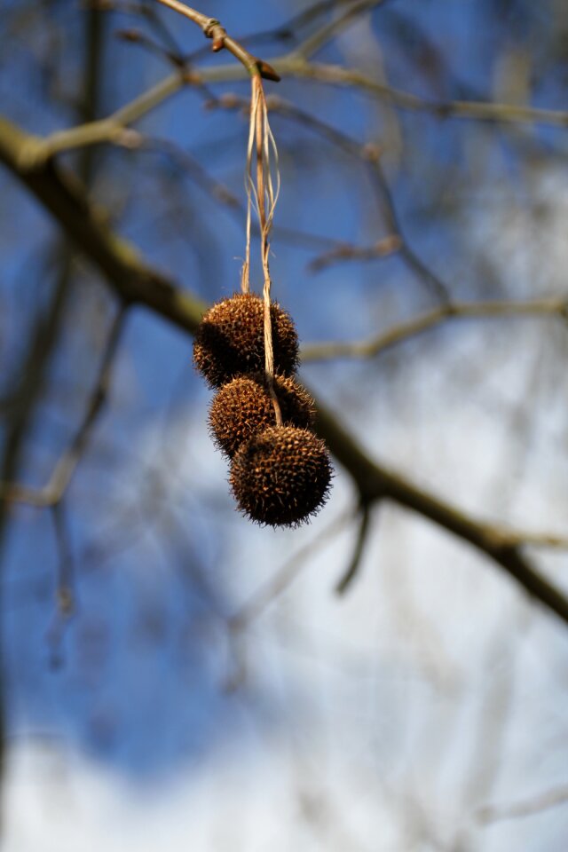 Tree nature outdoor