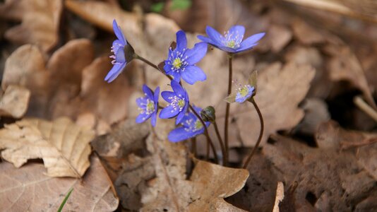 Spring botanical leaf