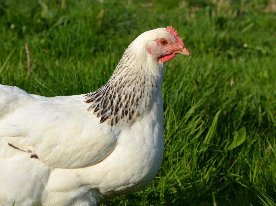 Laying hens field garden photo