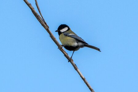 Wild life open air bird