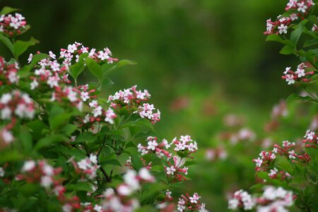 Summer garden forest