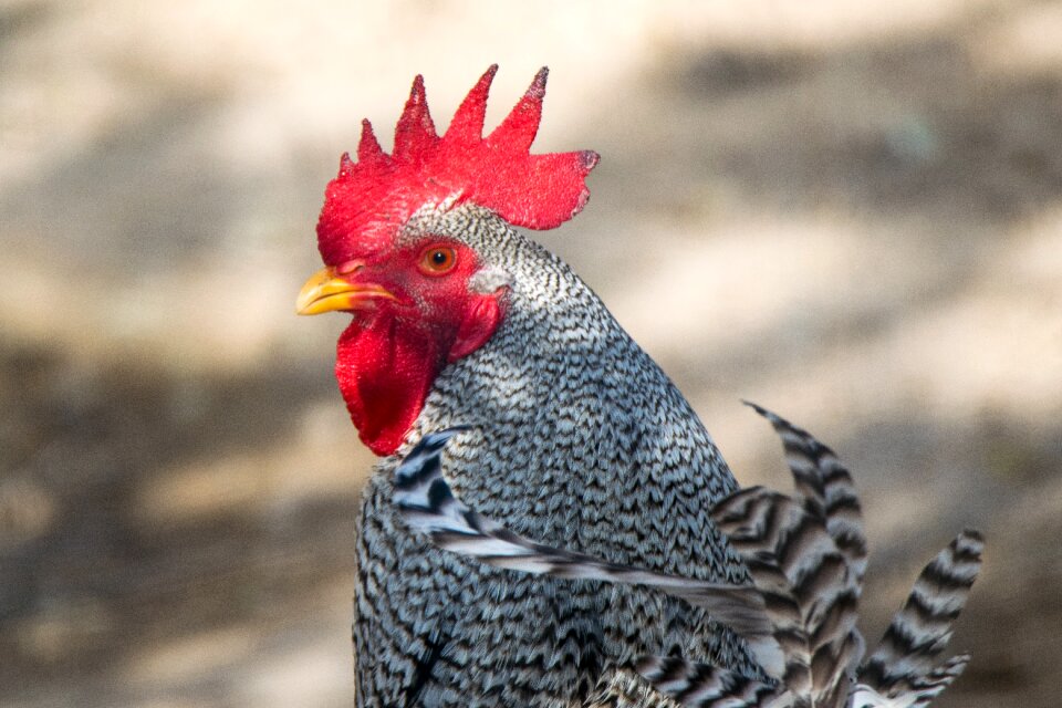 Pen wild life chicken