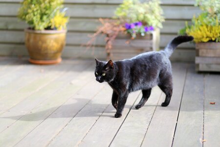 Cat black cat witch photo