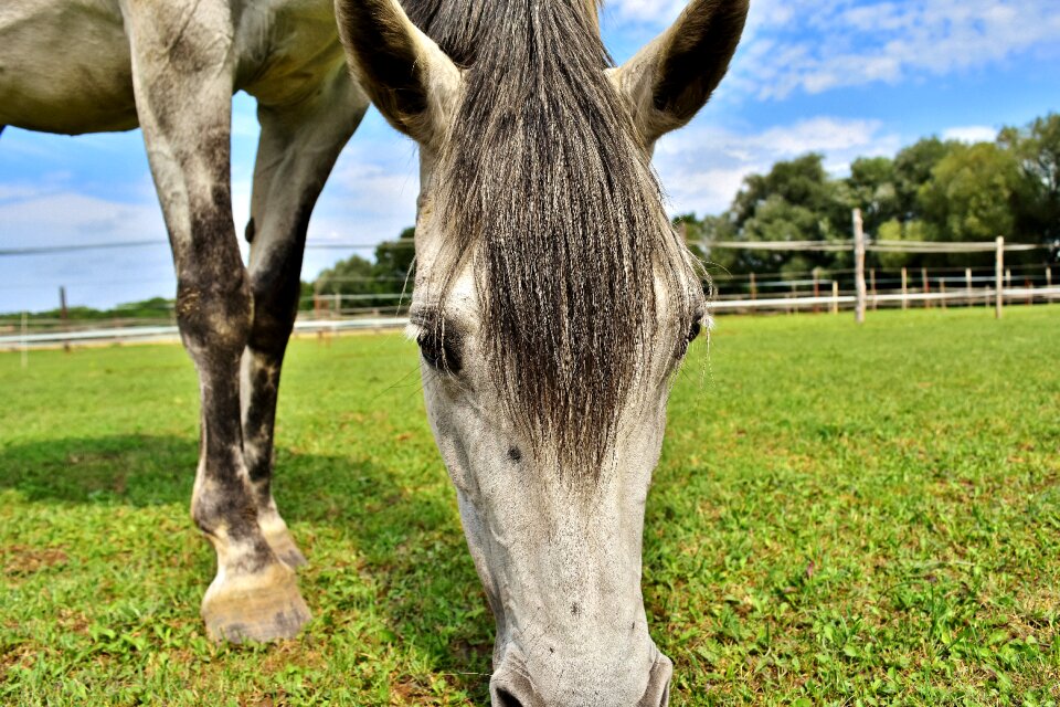 Coupling pony graze