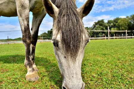 Coupling pony graze
