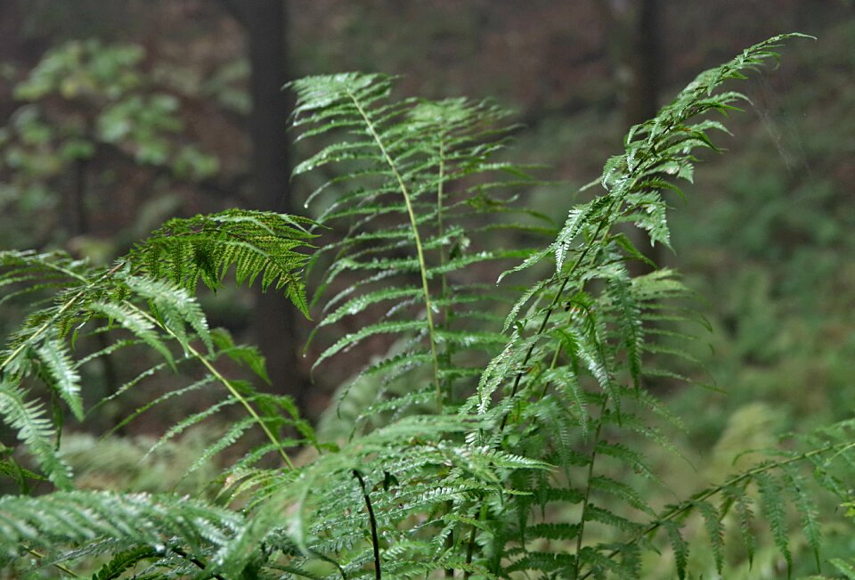 Polypody foliage leaf