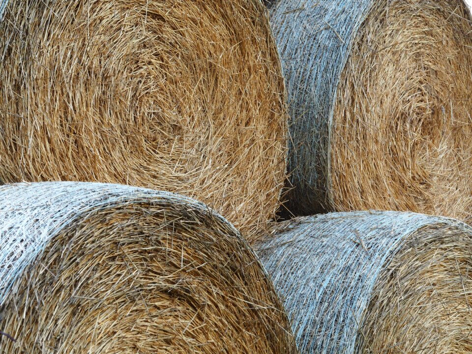 Field round bales autumn