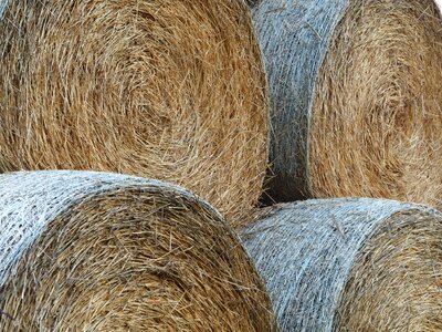 Field round bales autumn