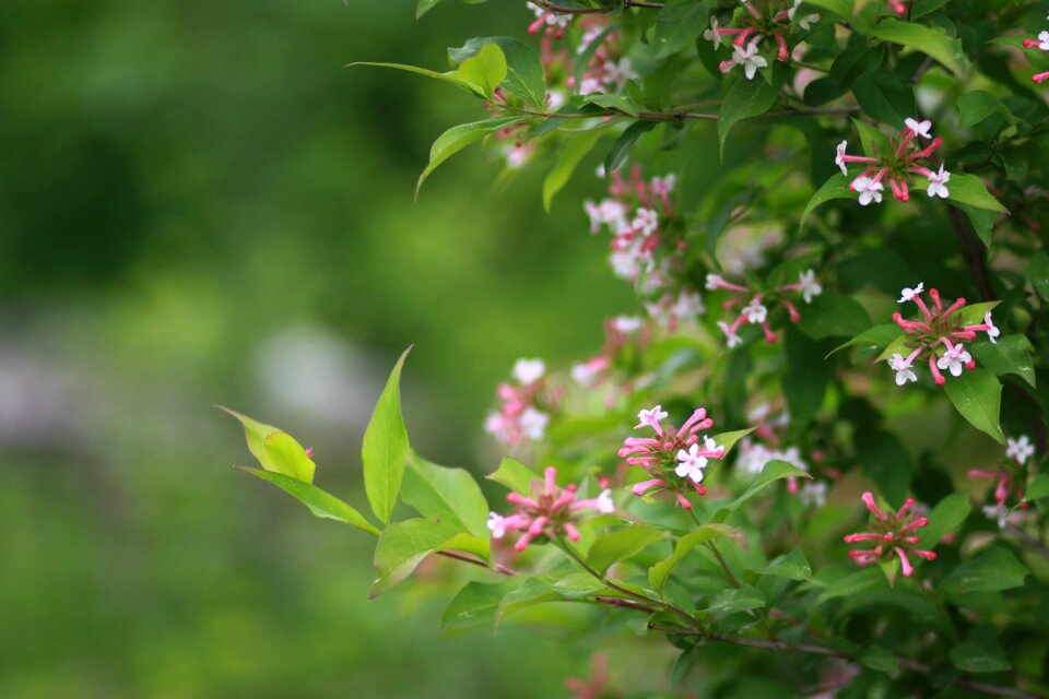 Summer garden forest