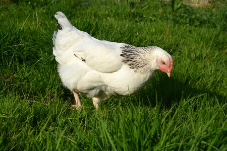 White nature domestic animal photo