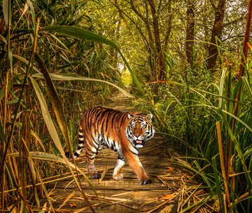 Jungle grass thicket