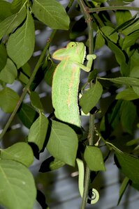 Common chameleon green yemen chameleon