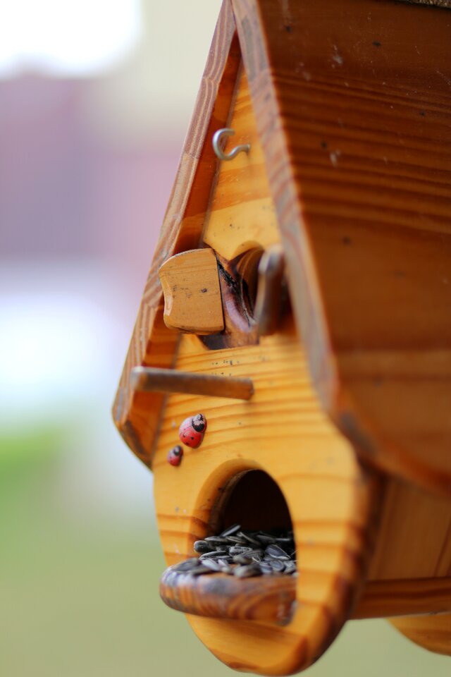 Feed the birds melon seeds bird food