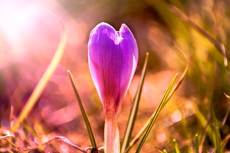 Plant grass season photo