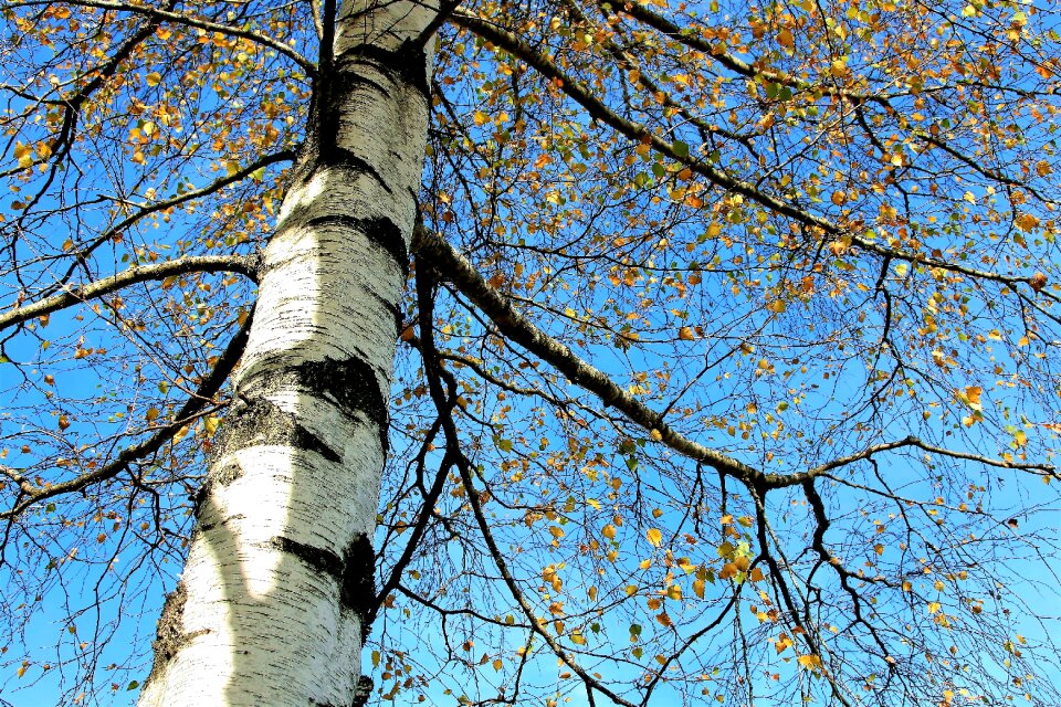 Autumn gold yellow leaves spacer