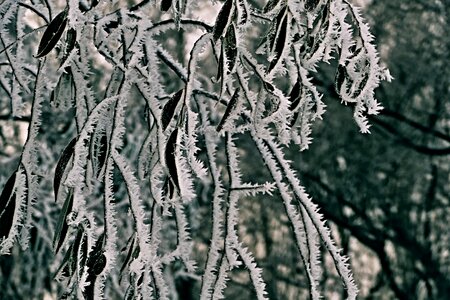 Winter forest icing photo