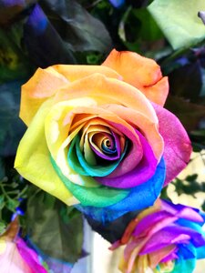 Rainbow rose closeup colorful flower