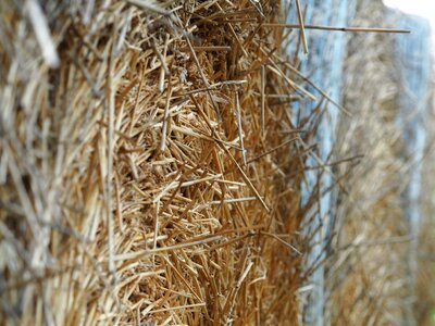 Field round bales autumn