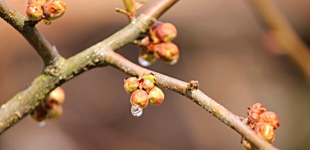 Water drip nature