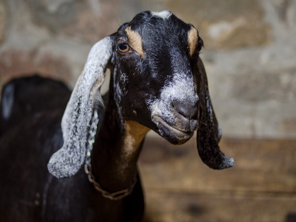 Farm animal agriculture