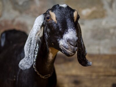 Farm animal agriculture