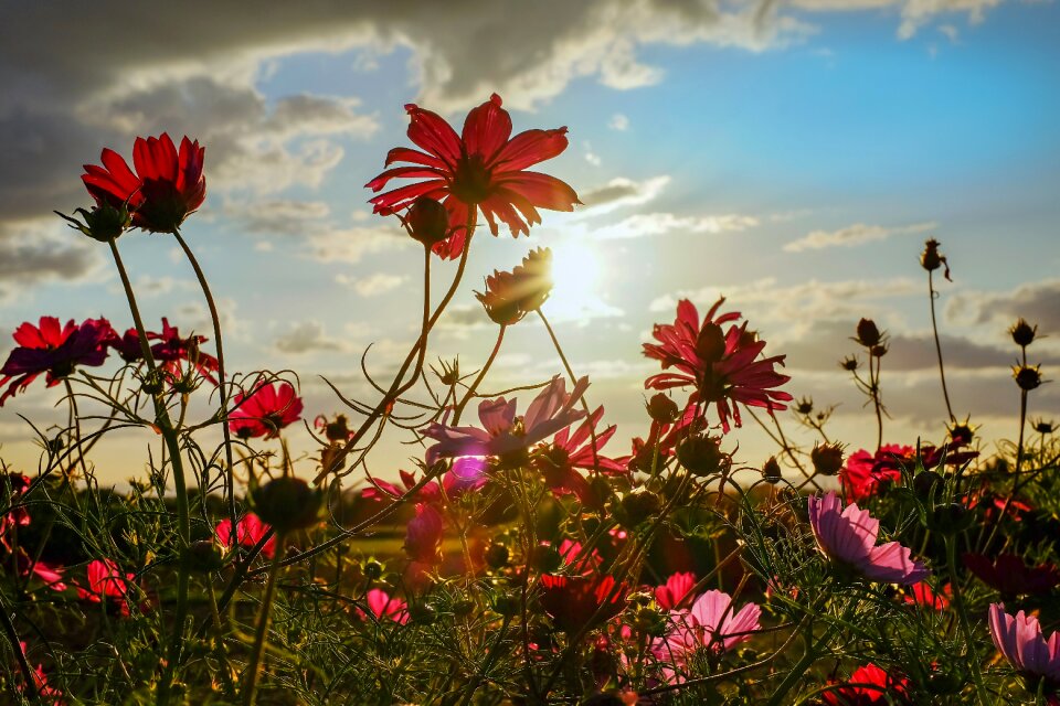 Evening sun backlighting shining