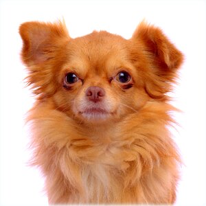 Ginger dog chihuahua