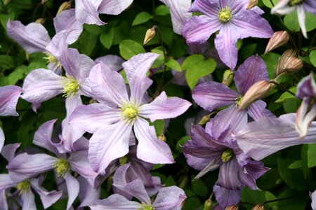 Nature blooming clematis photo
