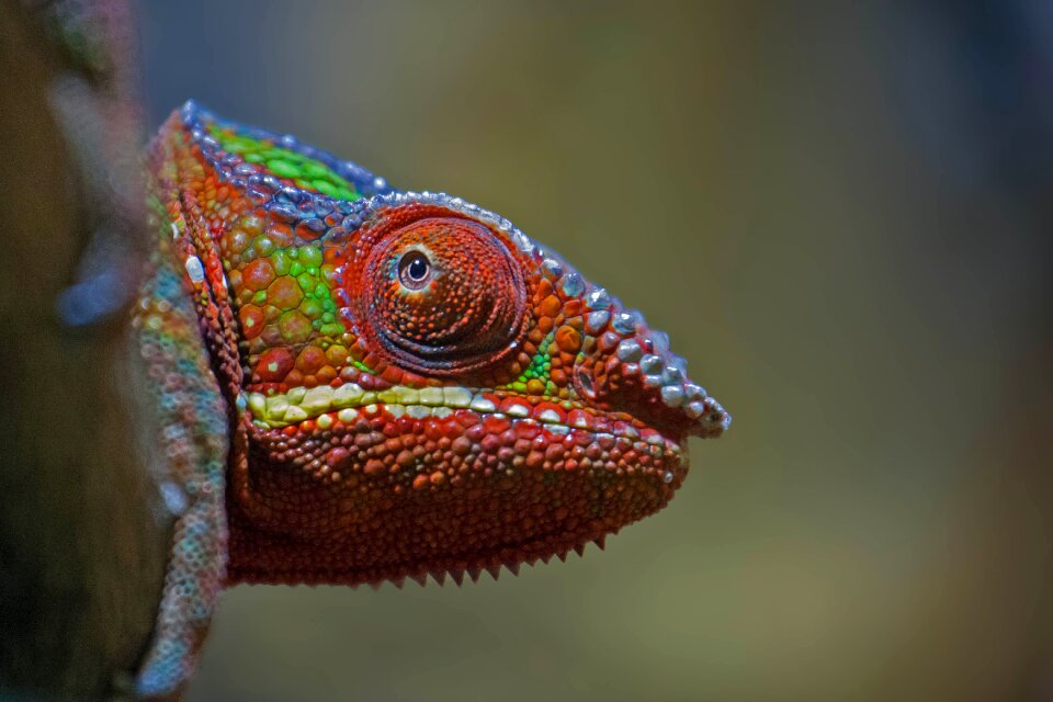Chameleon reptile color