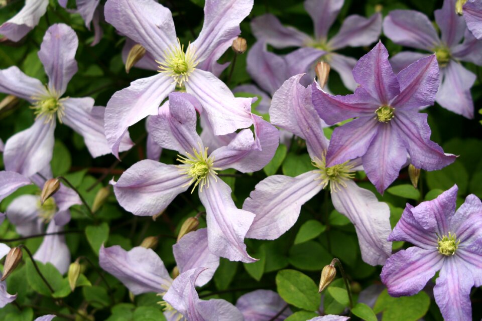 Nature floral blooming