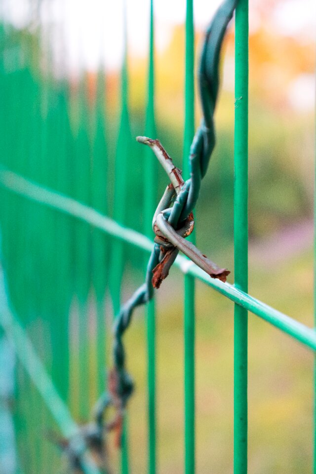 Tangled native captivity