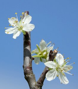 Nature tree flowers plum
