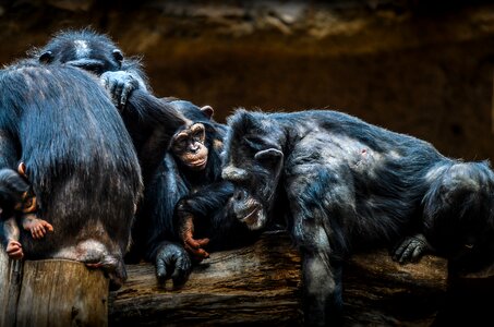 Zoo primate apes photo
