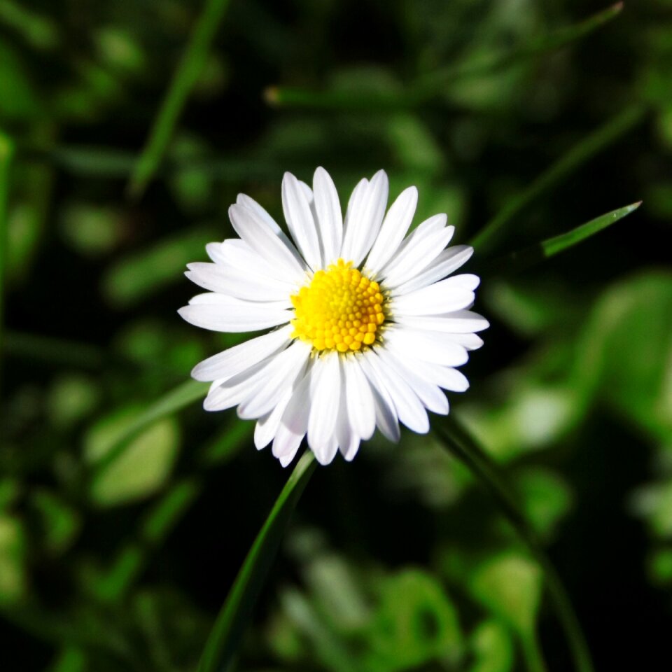 Daisies summer white daisy