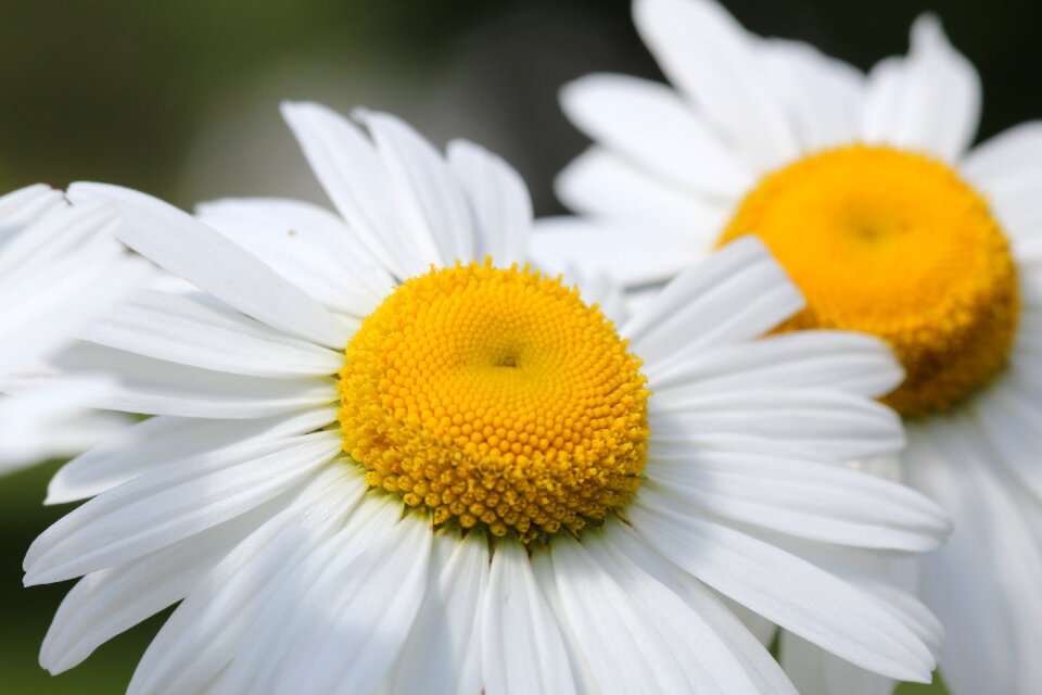 Sun white flower