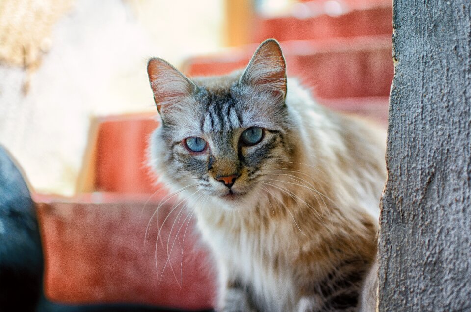 Domestic cat focused animal portrait