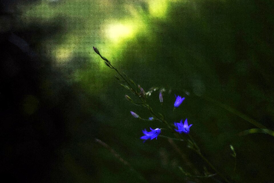 Summer plant leaf