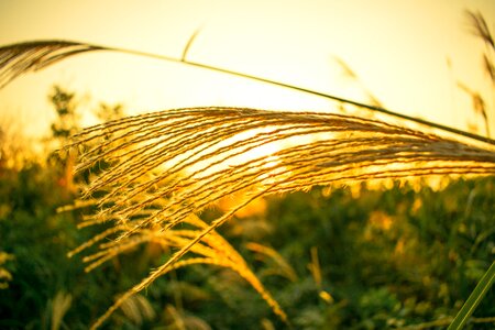 Pampas grass rushes sunset