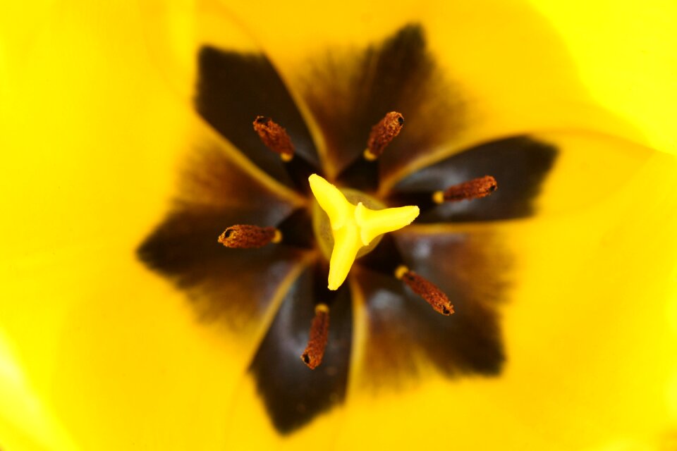 Macro yellow close up