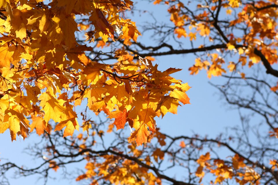 Yellow orange forest