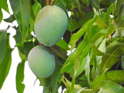 Food fruit nature